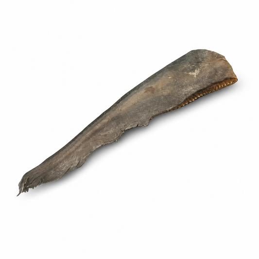 Boardwalk Shark Tail